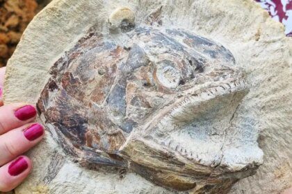 Tesoro jurásico: fósil de 183 millones de años perfectamente conservado encontrado en un campo del Reino Unido