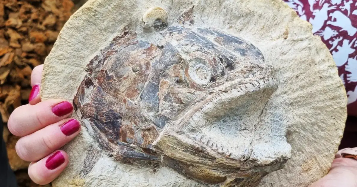 Tesoro jurásico: fósil de 183 millones de años perfectamente conservado encontrado en un campo del Reino Unido