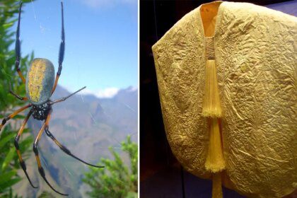 El tejido más raro del mundo está hecho de seda producida por un millón de arañas