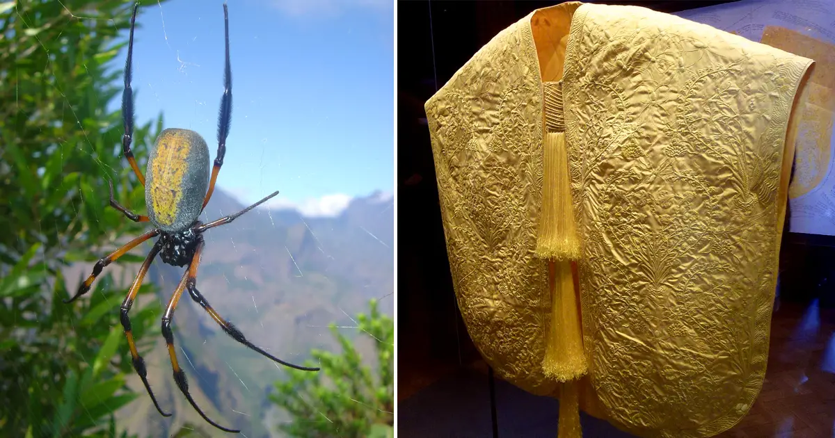 El tejido más raro del mundo está hecho de seda producida por un millón de arañas