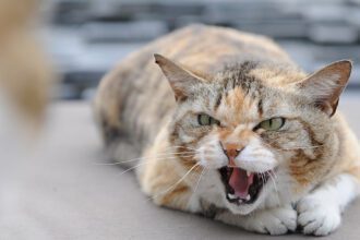 Instinto de agresión: la razón por la que tu gato te muerde cuando lo acaricias