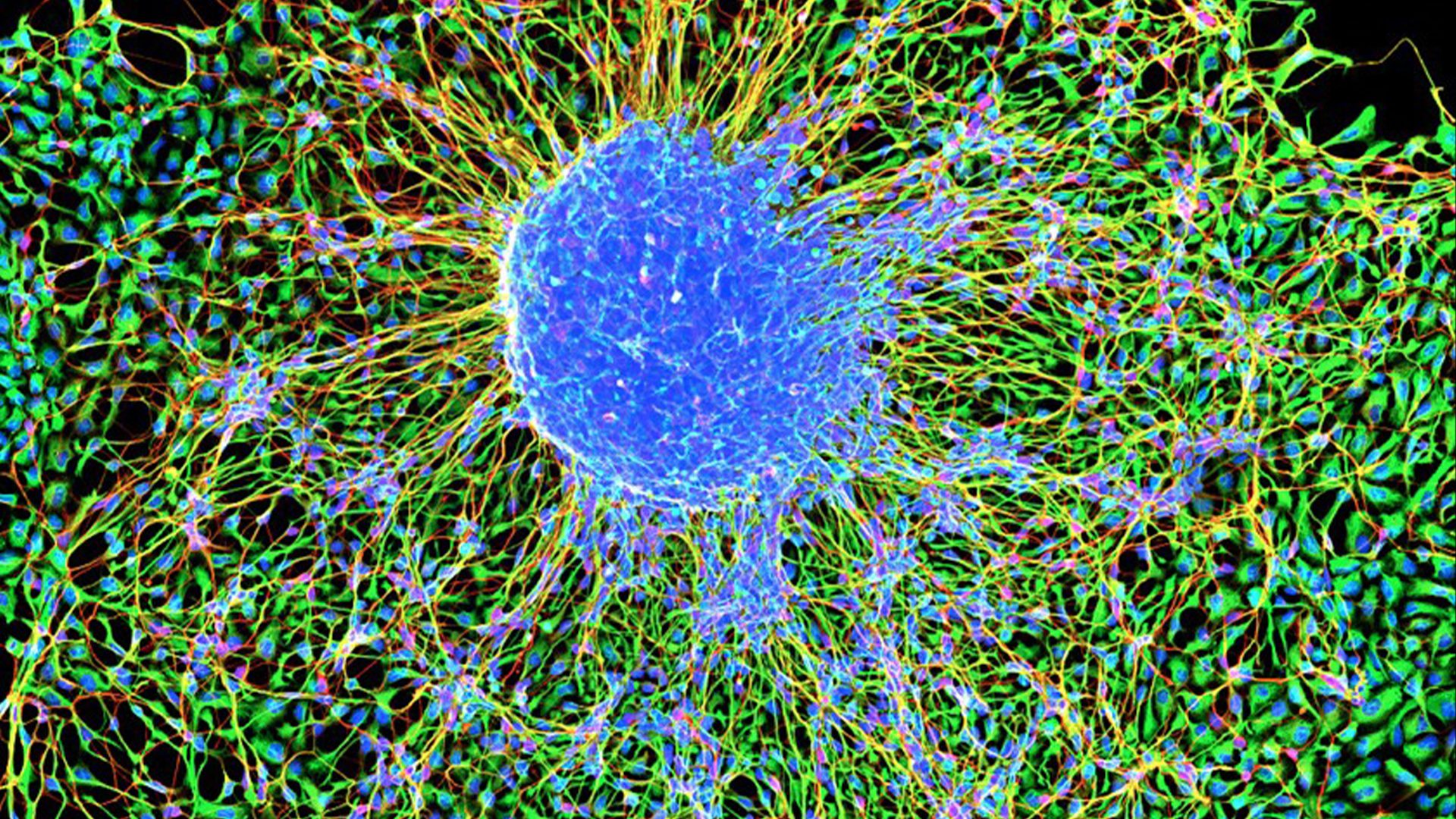 Los científicos revelan las matemáticas ocultas que gobiernan cómo se agrupan las neuronas en el cerebro -Revista Interesante