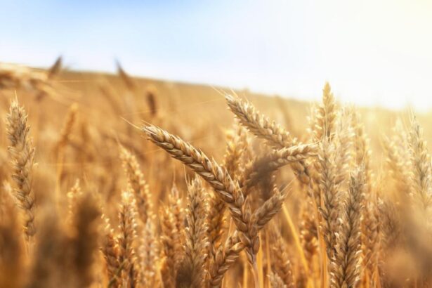 ¿Cuál es el verdadero origen del trigo? -Revista Interesante