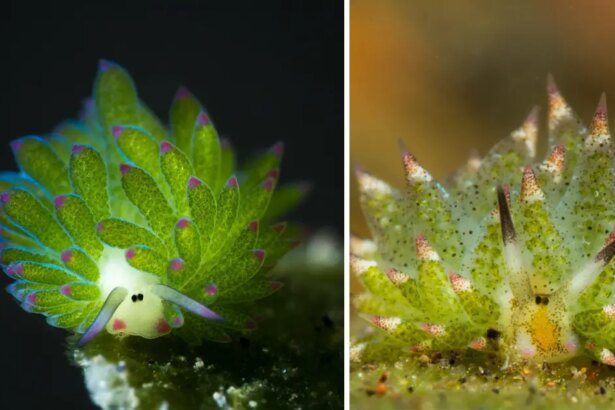 Oveja marina: vida fascinante que, como las plantas, obtiene su energía a través de la fotosíntesis -Revista Interesante