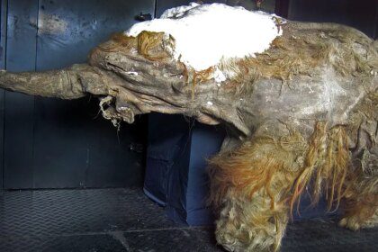 El misterio de los fósiles de mamut, descubiertos congelados en Siberia -Revista Interesante