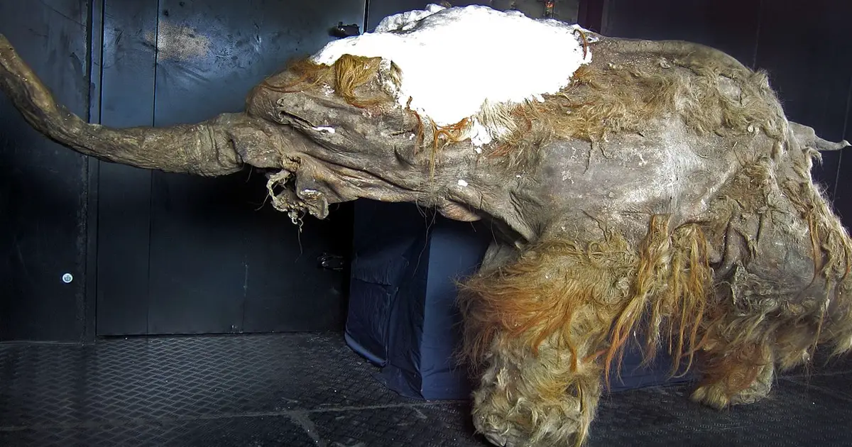El misterio de los fósiles de mamut, descubiertos congelados en Siberia -Revista Interesante