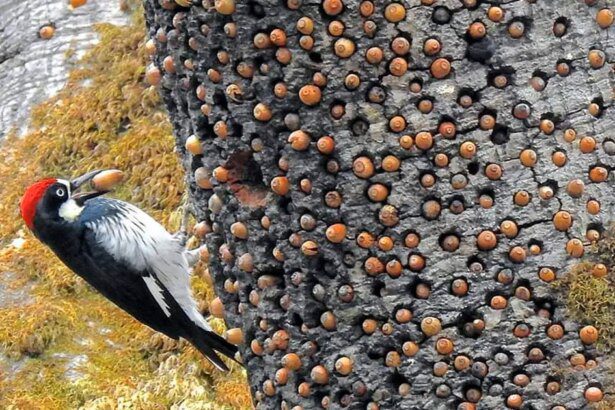 Pájaro carpintero bellotero: El increíble pájaro que almacena su alimento en el tronco de los árboles -Revista Interesante