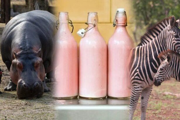 ¿Por qué las cebras y los hipopótamos tienen leche rosada?