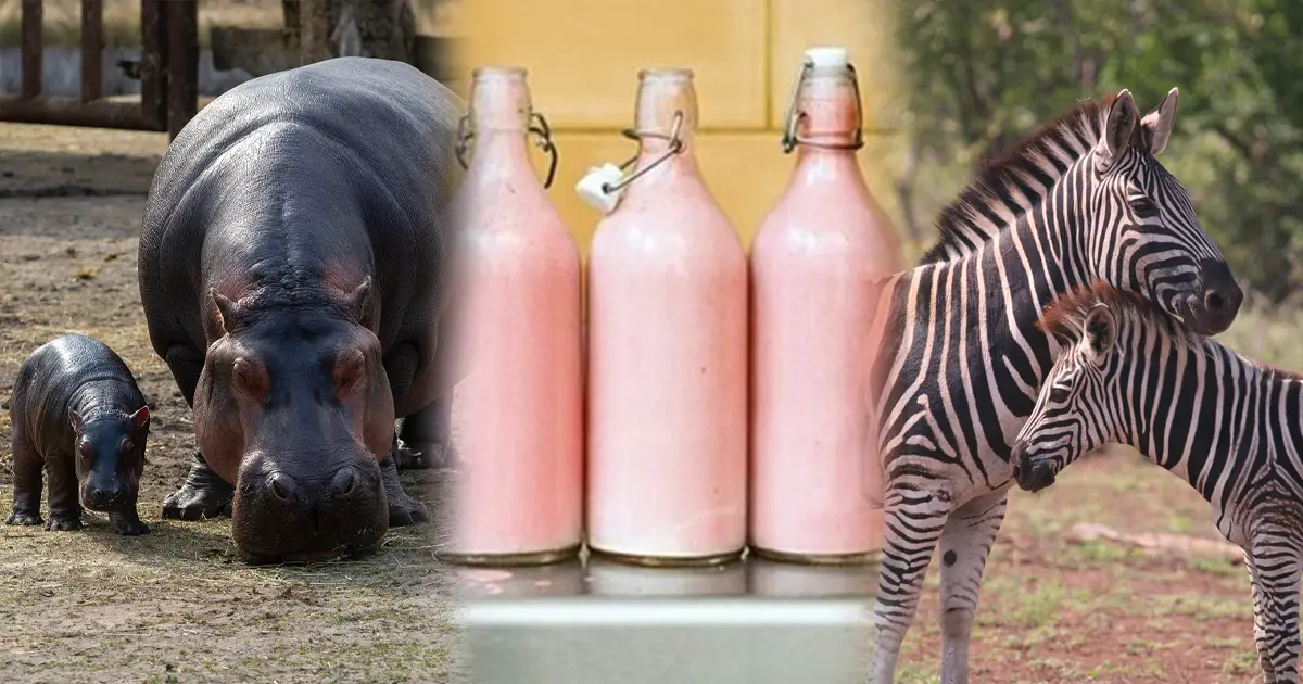 ¿Por qué las cebras y los hipopótamos tienen leche rosada?