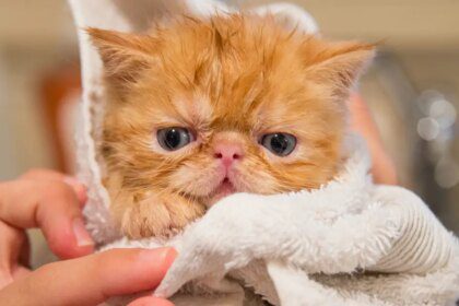 ¿Por qué a los gatos no les gusta bañarse y odian tanto el agua?