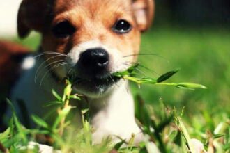 ¿Por qué los perros comen hierba? -Revista Interesante