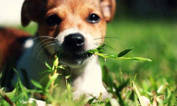 ¿Por qué los perros comen hierba? -Revista Interesante
