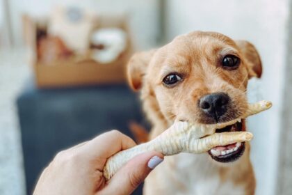 ¿Es seguro dar huesos de pollo a los perros?