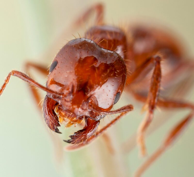 ¿Qué enfermedades portan las hormigas? -Revista Interesante