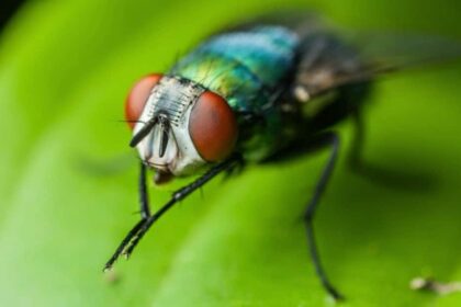¿Por qué las moscas se frotan las patas? -Revista Interesante