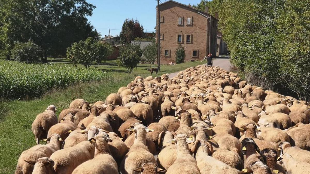 Los rebaños de ovejas se mueven obedeciendo a una inteligencia colectiva -Revista Interesante