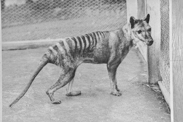 Investigadores recuperan por primera vez el ARN de una especie extinguida, el Tigre de Tasmania