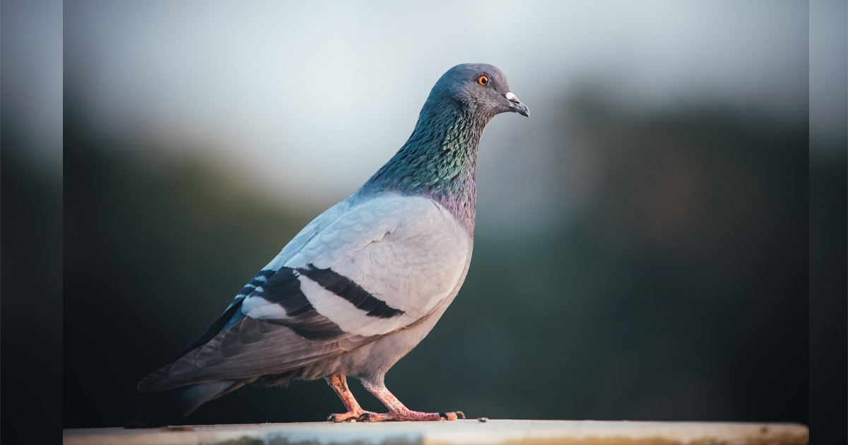 ¿Cómo encuentran siempre las palomas migratorias el camino de regreso a casa?