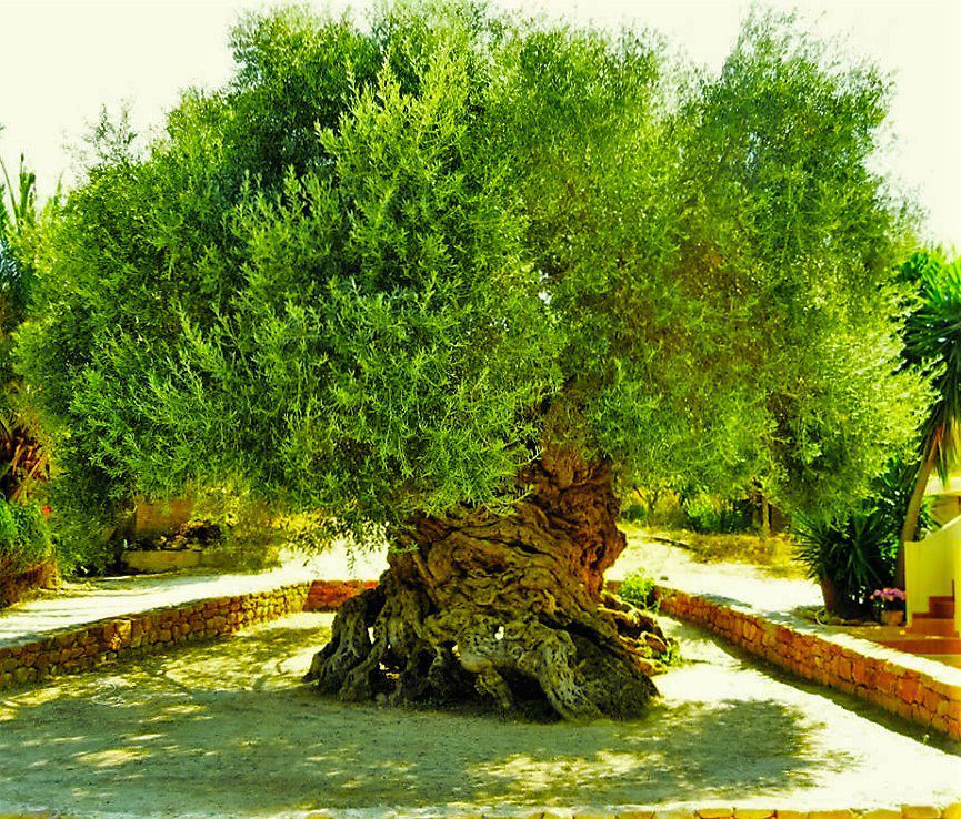 La historia del olivo de 3.000 años de antigüedad de la isla de Creta, que todavía hoy produce aceitunas