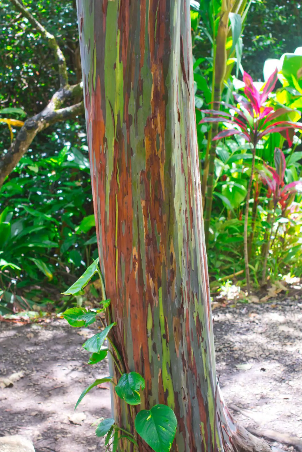 El eucalipto arcoíris, uno de los árboles más bellos del mundo
