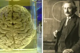 Robo del cerebro de Albert Einstein: una historia enredada