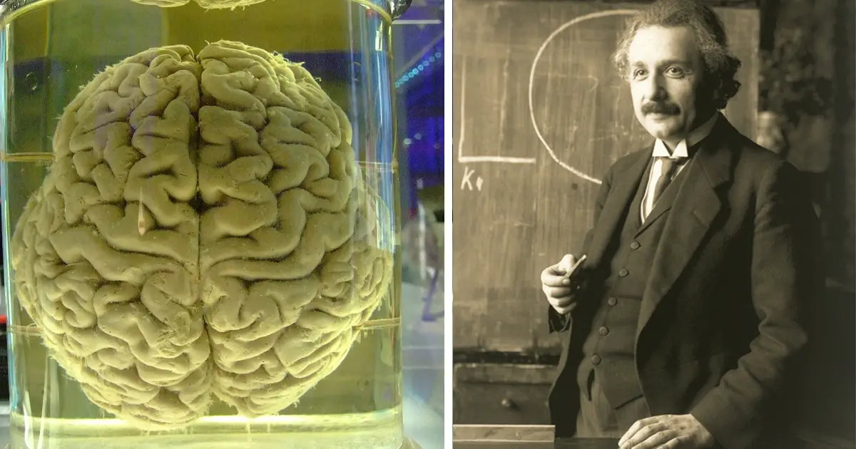 Robo del cerebro de Albert Einstein: una historia enredada