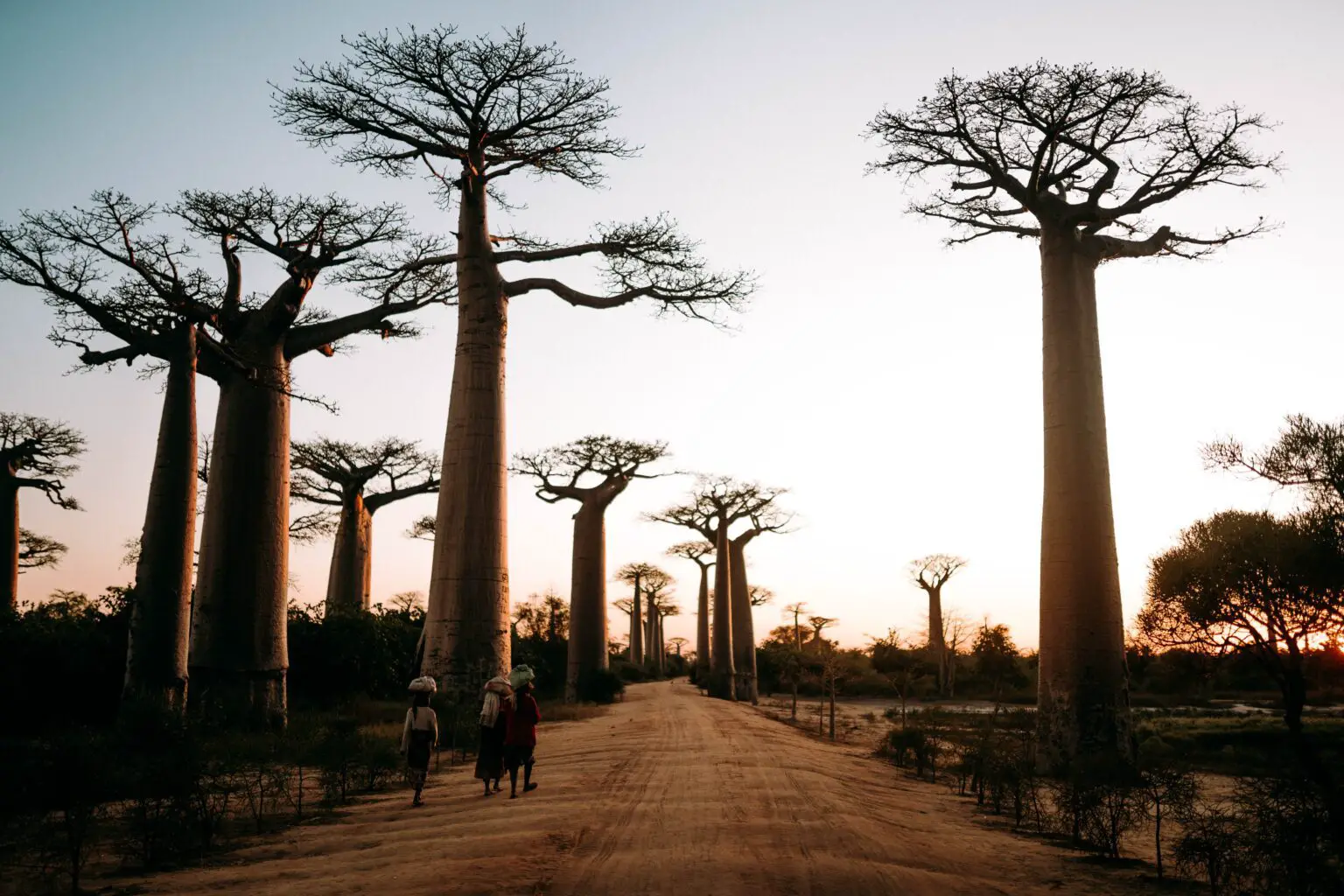 El árbol baobab: el árbol icónico de África y sus características menos conocidas