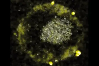 La bacteria que se alimenta de metales pesados ​​tóxicos y elimina las pepitas de oro -Revista Interesante