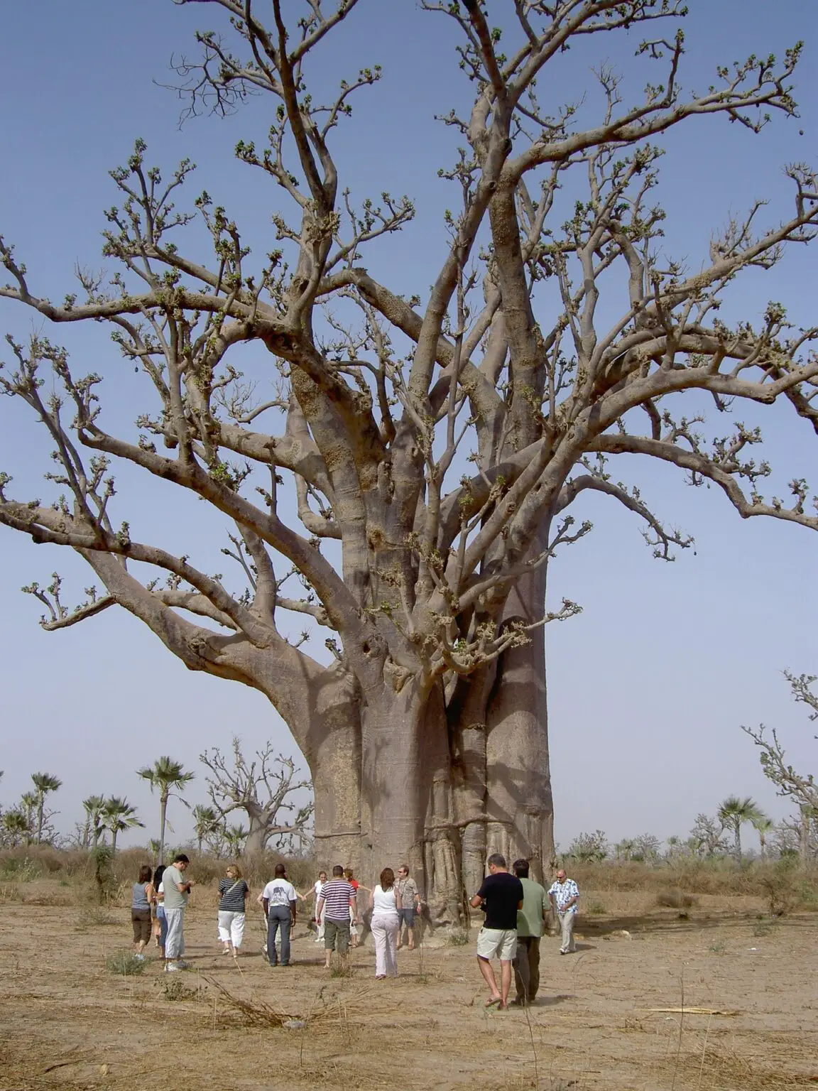 El árbol baobab: el árbol icónico de África y sus características menos conocidas
