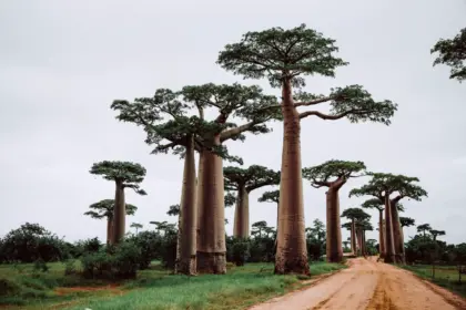 El árbol baobab: el árbol icónico de África y sus características menos conocidas -Revista Interesante