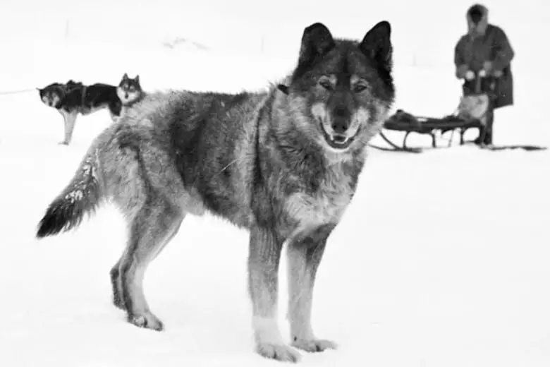 La verdadera historia de Togo, el intrépido perro que salvó a Alaska de una cruel epidemia