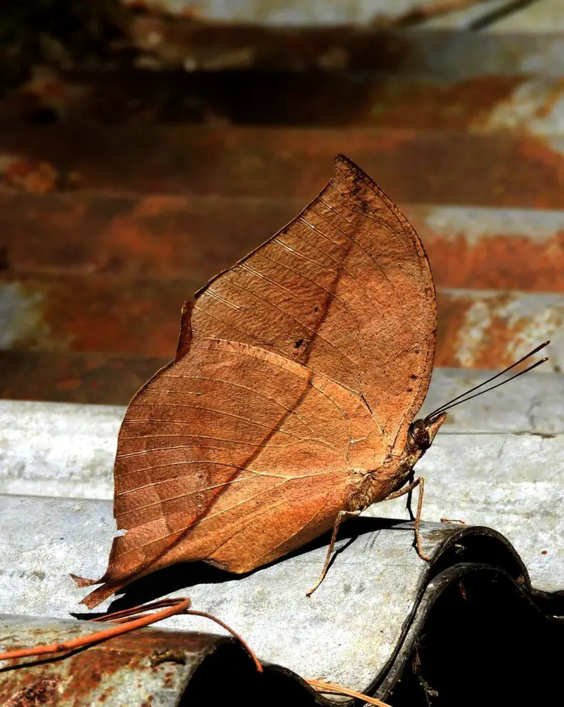 La Magia del Camuflaje: La mariposa que finge ser una hoja seca