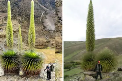 La especie de bromelia más grande del mundo, la "Reina de los Andes", florece sólo una vez cada siglo -Revista Interesante