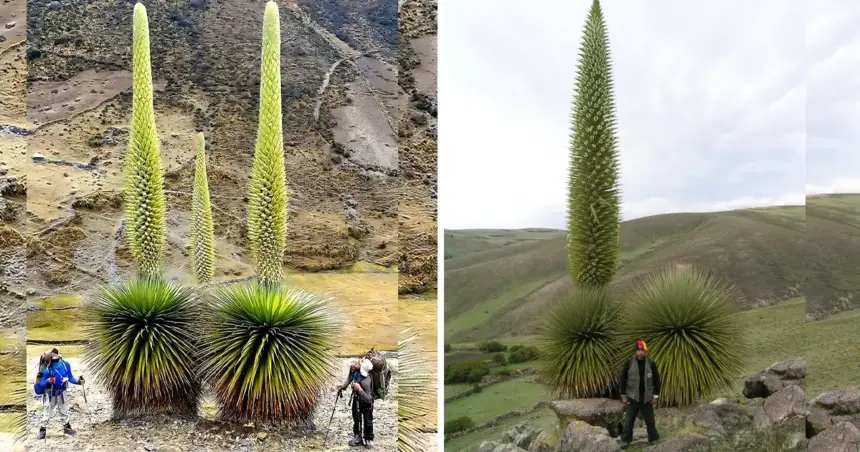 La especie de bromelia más grande del mundo, la "Reina de los Andes", florece sólo una vez cada siglo -Revista Interesante