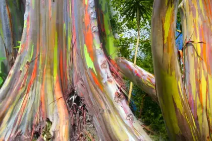 El eucalipto arcoíris, uno de los árboles más bellos del mundo -Revista Interesante