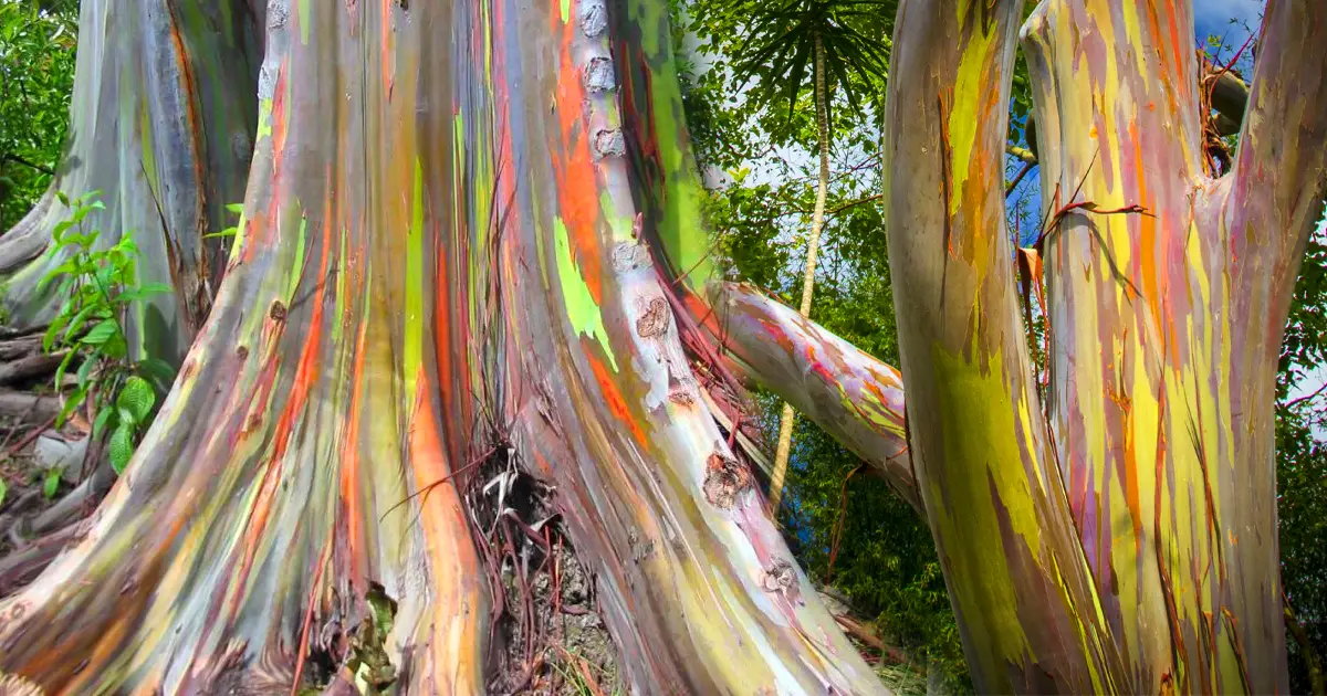 El eucalipto arcoíris, uno de los árboles más bellos del mundo -Revista Interesante