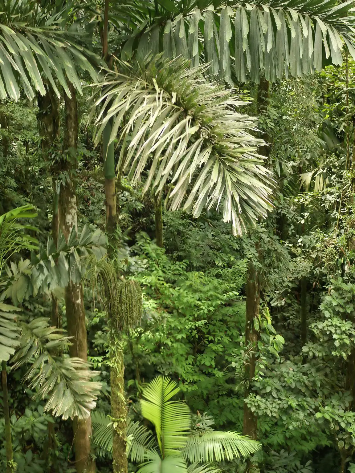 Árboles en movimiento de Ecuador: Se mueven hasta 20 metros anuales