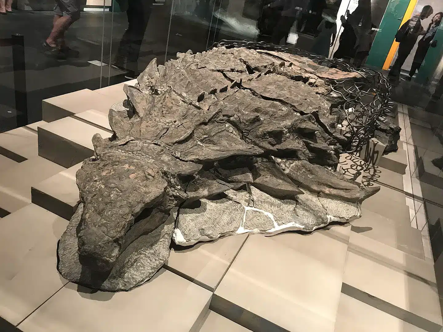 Un fósil muy bien conservado de un Nodosaurio de hace 110 millones de años, descubierto accidentalmente en Canadá