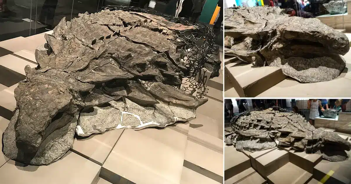 Un fósil muy bien conservado de un Nodosaurio de hace 110 millones de años, descubierto accidentalmente en Canadá -Revista Interesante