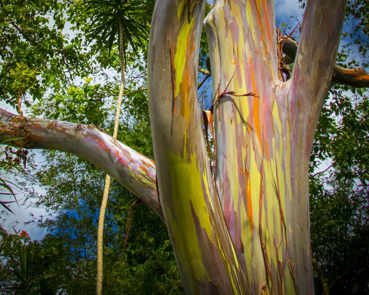 El eucalipto arcoíris, uno de los árboles más bellos del mundo