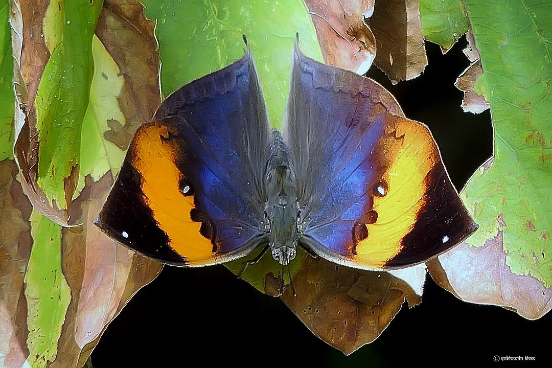 La Magia del Camuflaje: La mariposa que finge ser una hoja seca