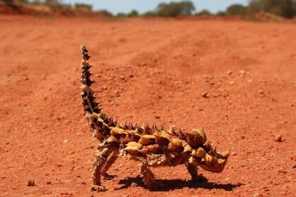 15 extraños animales del desierto -Revista Interesante