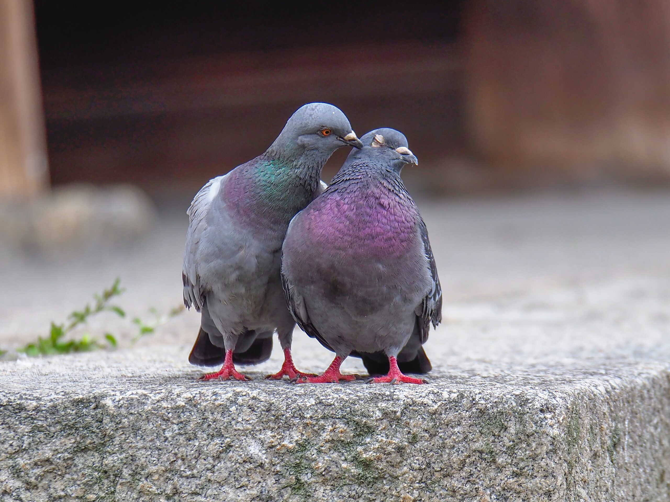 ¿Cómo encuentran siempre las palomas migratorias el camino de regreso a casa?