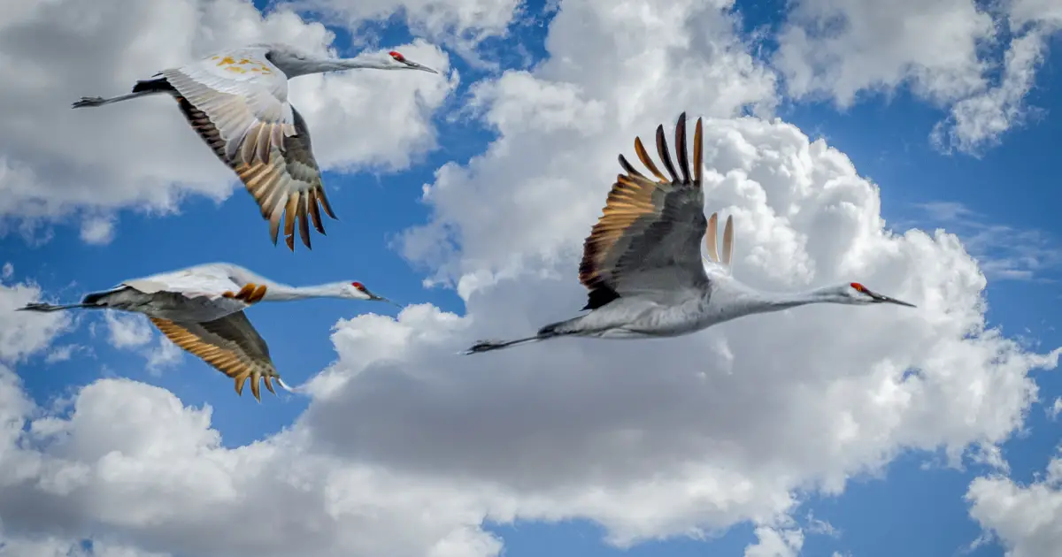 Cómo las aves logran volar a través de los océanos sin caer por fatiga