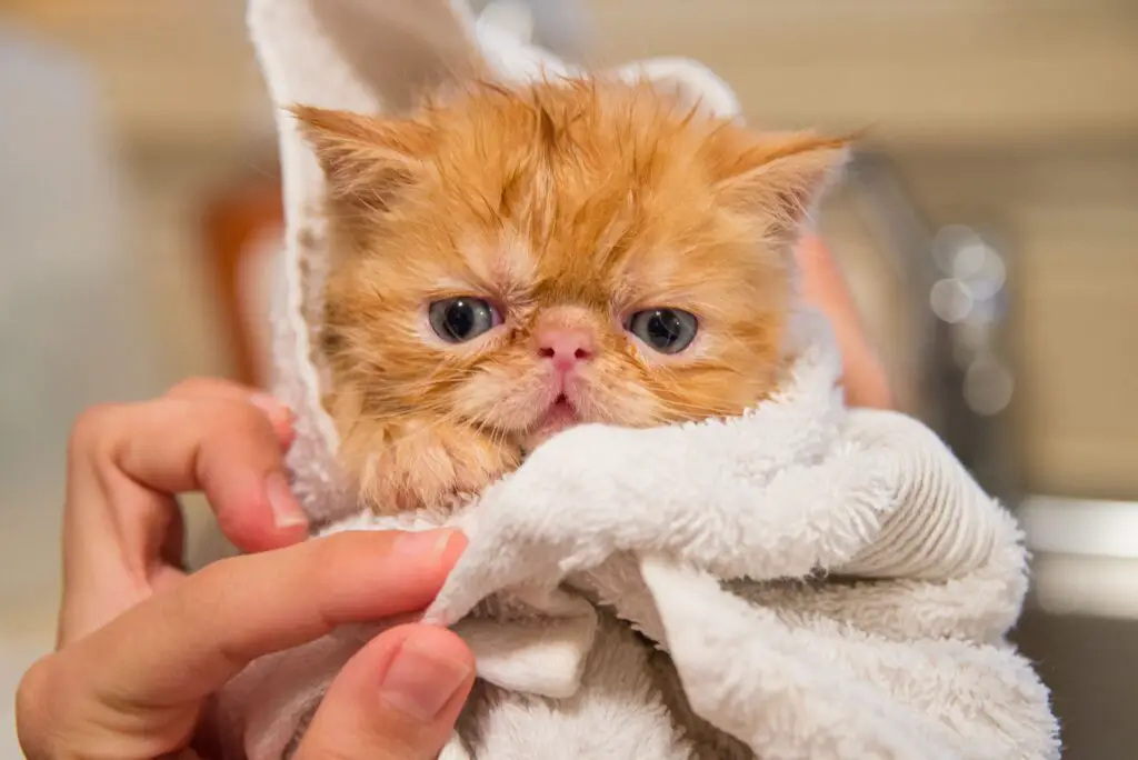 ¿Por qué a los gatos no les gusta bañarse y odian tanto el agua?