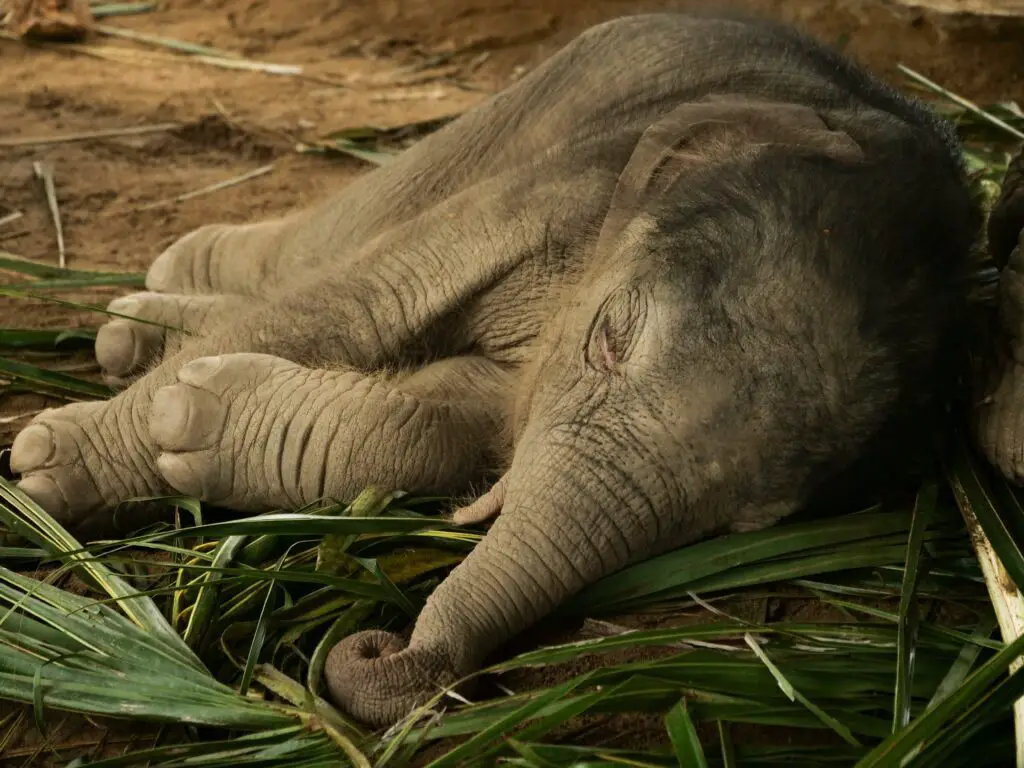 ¿Cómo duermen los elefantes?