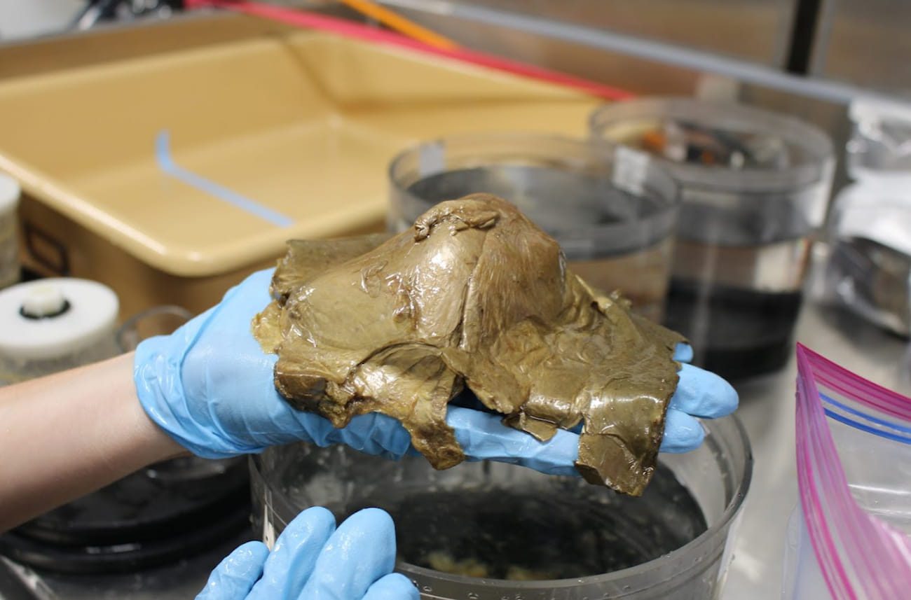 Científicos encuentran un misterioso orbe dorado de origen biológico en el fondo del mar en Alaska