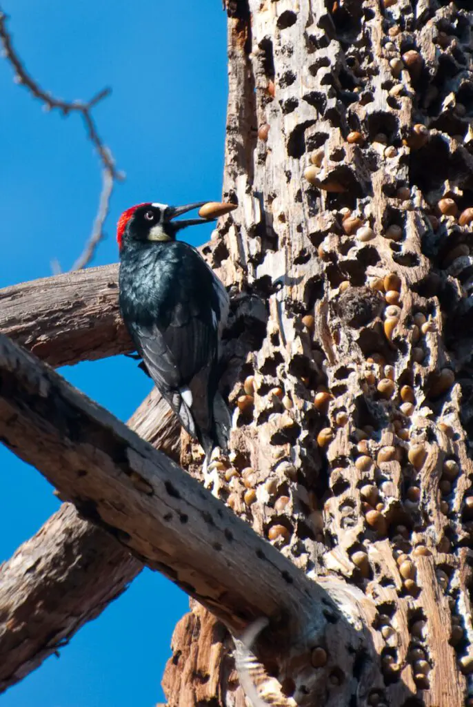 Pájaro carpintero bellotero: El increíble pájaro que almacena su alimento en el tronco de los árboles
