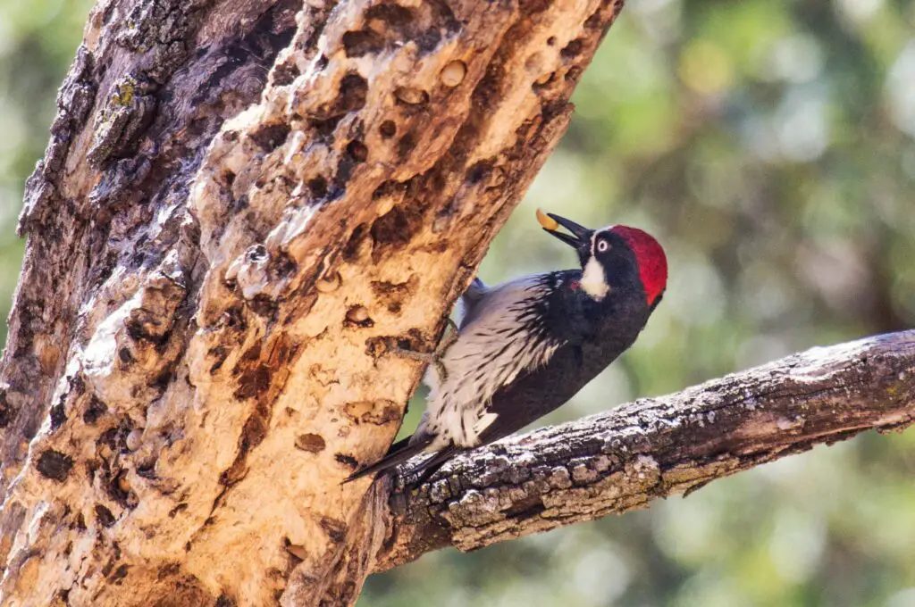 Pájaro carpintero bellotero: El increíble pájaro que almacena su alimento en el tronco de los árboles