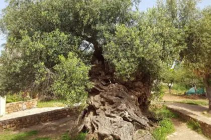 La historia del olivo de 3.000 años de antigüedad de la isla de Creta, que todavía hoy produce aceitunas -Revista Interesante